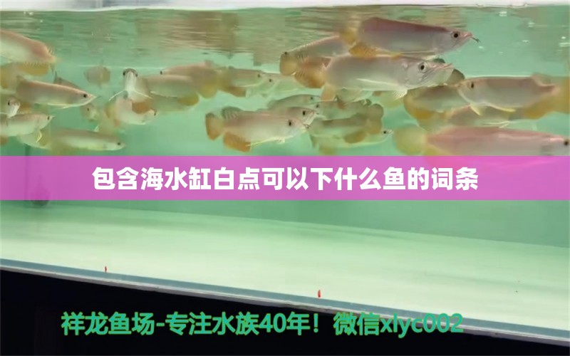 包含海水缸白点可以下什么鱼的词条 观赏鱼