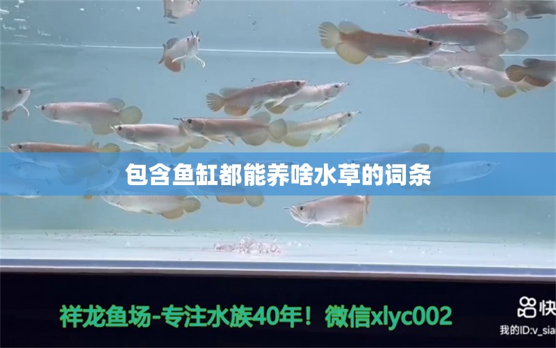 包含鱼缸都能养啥水草的词条