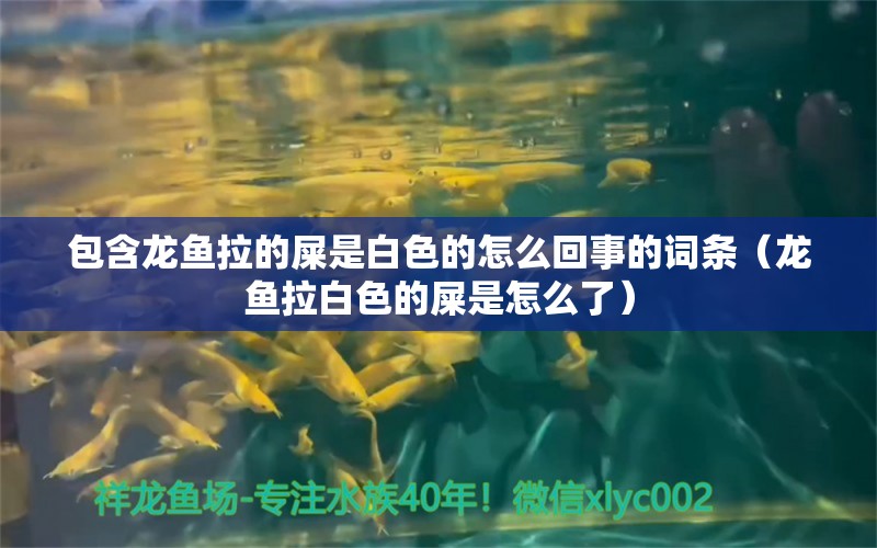 包含龙鱼拉的屎是白色的怎么回事的词条（龙鱼拉白色的屎是怎么了） 广州龙鱼批发市场