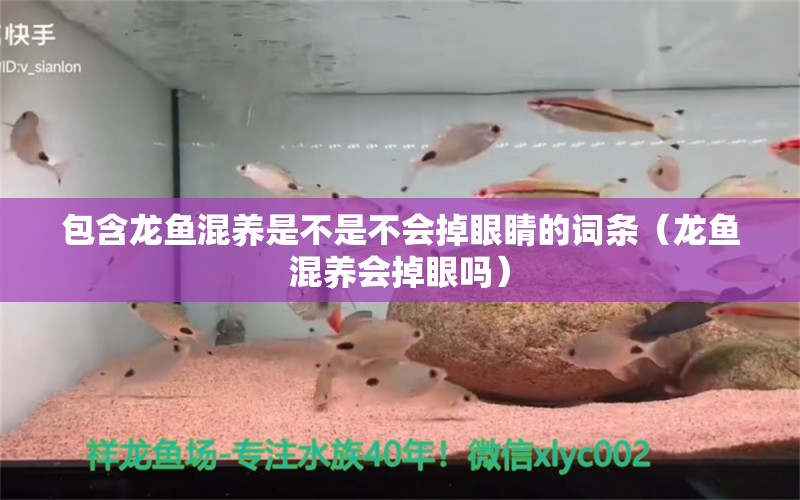 包含龙鱼混养是不是不会掉眼睛的词条（龙鱼混养会掉眼吗） 广州龙鱼批发市场