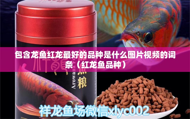 包含龙鱼红龙最好的品种是什么图片视频的词条（红龙鱼品种） 广州龙鱼批发市场