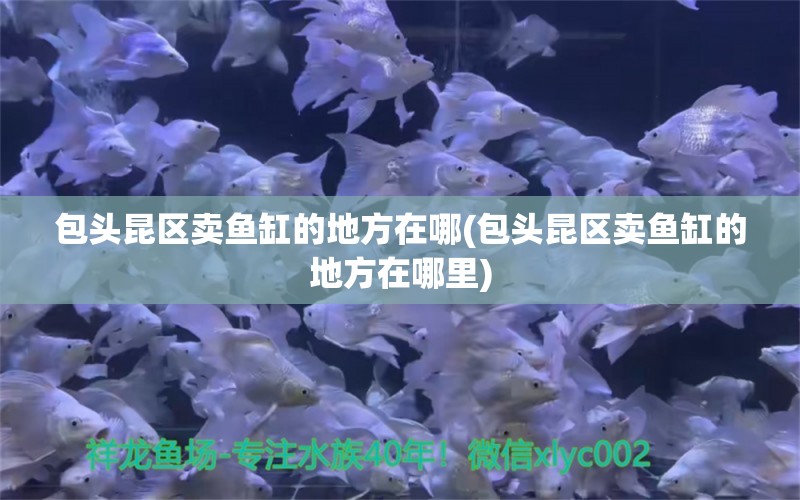 包头昆区卖鱼缸的地方在哪(包头昆区卖鱼缸的地方在哪里)