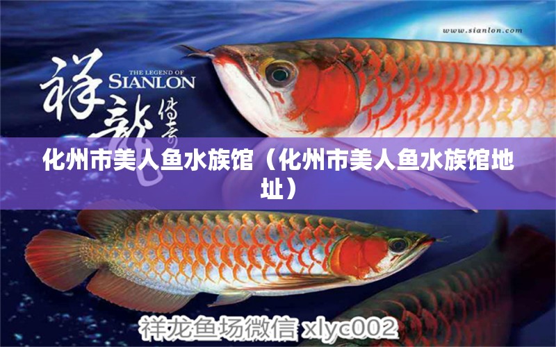 化州市美人鱼水族馆（化州市美人鱼水族馆地址）