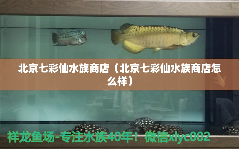 北京七彩仙水族商店（北京七彩仙水族商店怎么样）