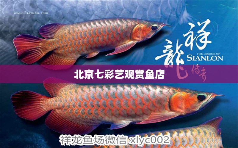 北京七彩艺观赏鱼店 全国水族馆企业名录