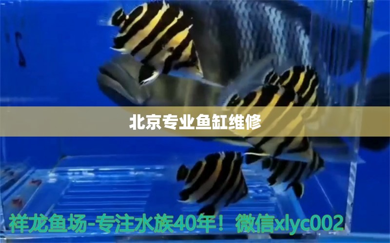 北京专业鱼缸维修