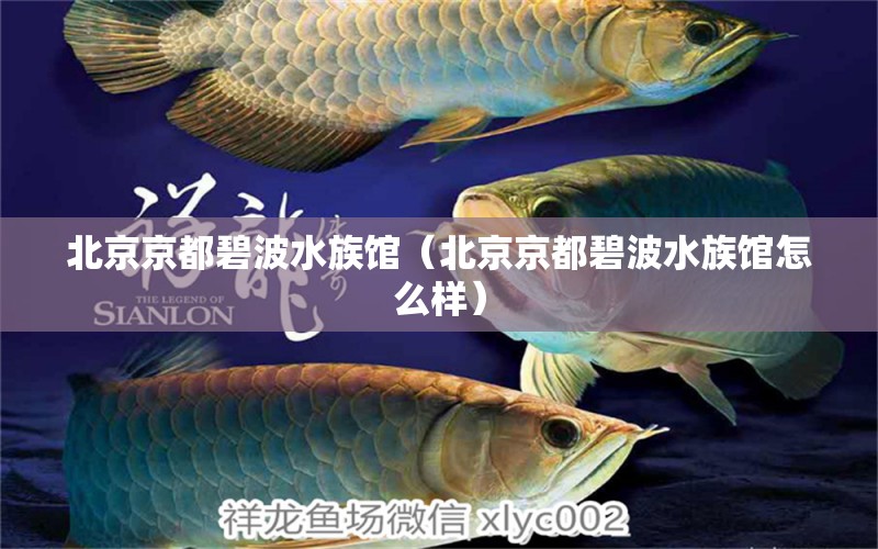 北京京都碧波水族馆（北京京都碧波水族馆怎么样） 全国水族馆企业名录