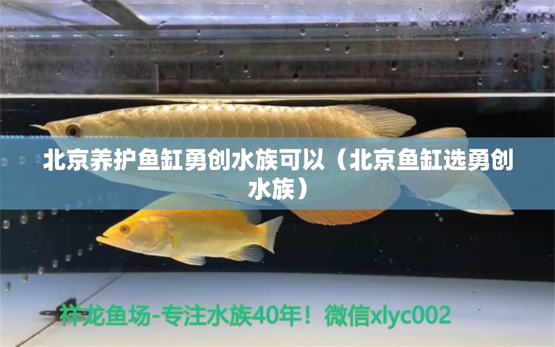 北京养护鱼缸勇创水族可以（北京鱼缸选勇创水族）