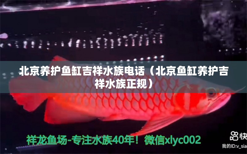 北京养护鱼缸吉祥水族电话（北京鱼缸养护吉祥水族正规）