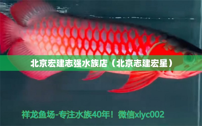 北京宏建志强水族店（北京志建宏星）