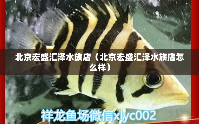 北京宏盛汇泽水族店（北京宏盛汇泽水族店怎么样）