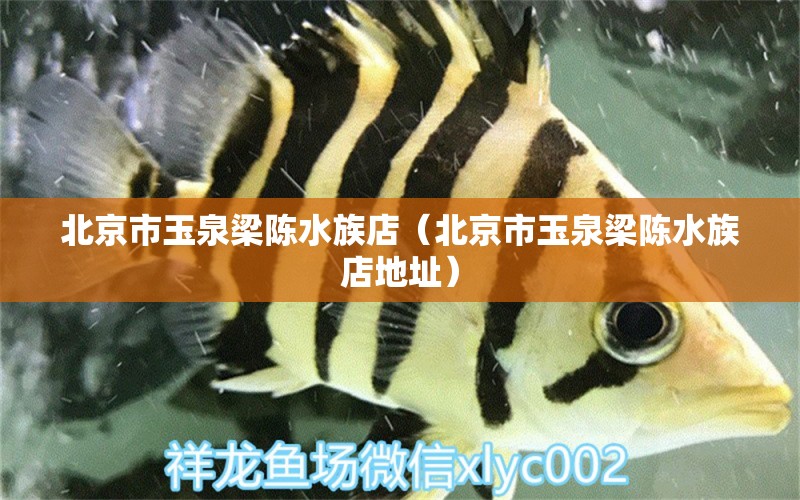 北京市玉泉梁陈水族店（北京市玉泉梁陈水族店地址）