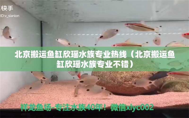 北京搬运鱼缸欣瑶水族专业热线（北京搬运鱼缸欣瑶水族专业不错） 元宝凤凰鱼专用鱼粮