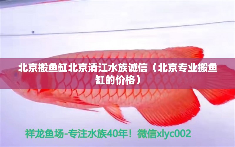 北京搬鱼缸北京清江水族诚信（北京专业搬鱼缸的价格） 鱼缸等水族设备