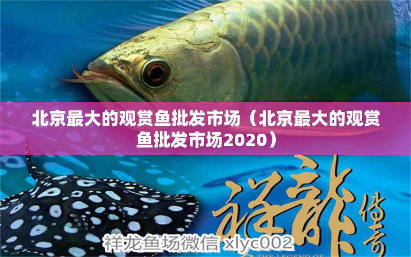 北京最大的观赏鱼批发市场（北京最大的观赏鱼批发市场2020）