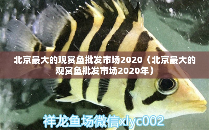 北京最大的观赏鱼批发市场2020（北京最大的观赏鱼批发市场2020年） 观赏鱼批发