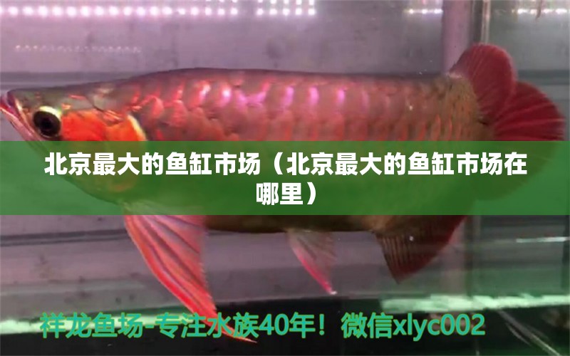 北京最大的鱼缸市场（北京最大的鱼缸市场在哪里）