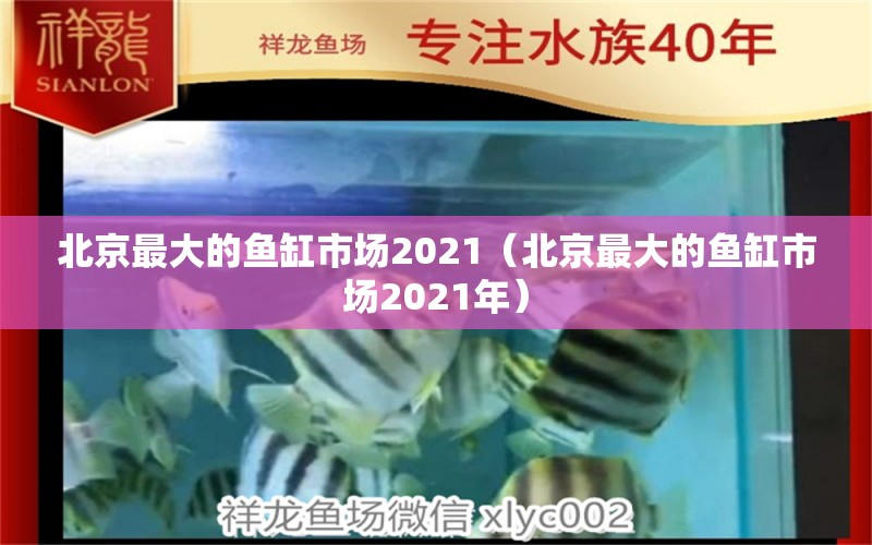 北京最大的鱼缸市场2021（北京最大的鱼缸市场2021年）