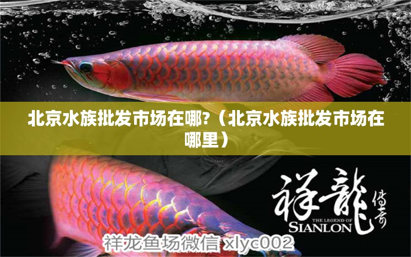 北京水族批发市场在哪?（北京水族批发市场在哪里）