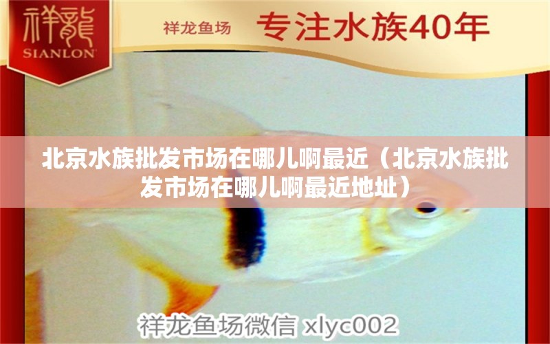 北京水族批发市场在哪儿啊最近（北京水族批发市场在哪儿啊最近地址） 观赏鱼水族批发市场