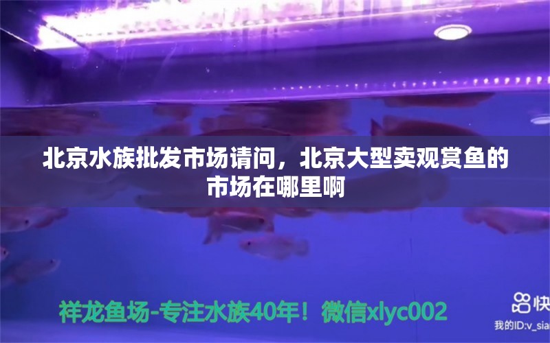 北京水族批发市场请问，北京大型卖观赏鱼的市场在哪里啊 观赏鱼水族批发市场 第1张