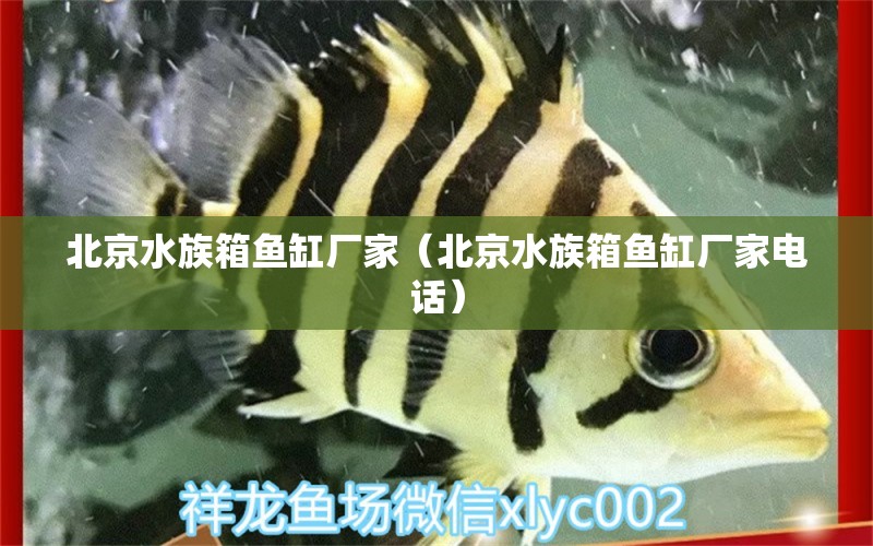 北京水族箱鱼缸厂家（北京水族箱鱼缸厂家电话） 鱼缸/水族箱