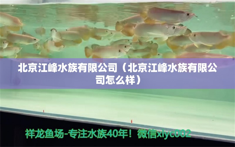 北京江峰水族有限公司（北京江峰水族有限公司怎么样）