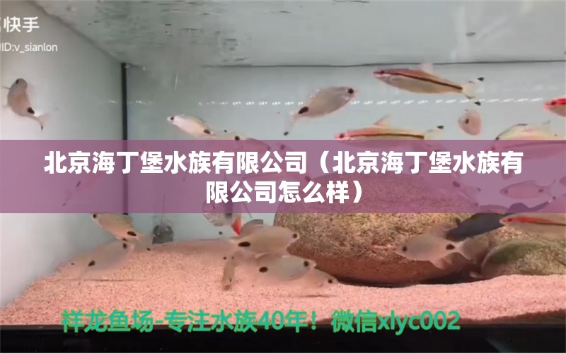 北京海丁堡水族有限公司（北京海丁堡水族有限公司怎么样） 全国水族馆企业名录