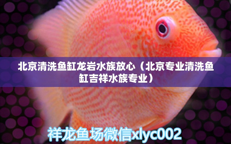 北京清洗鱼缸龙岩水族放心（北京专业清洗鱼缸吉祥水族专业）