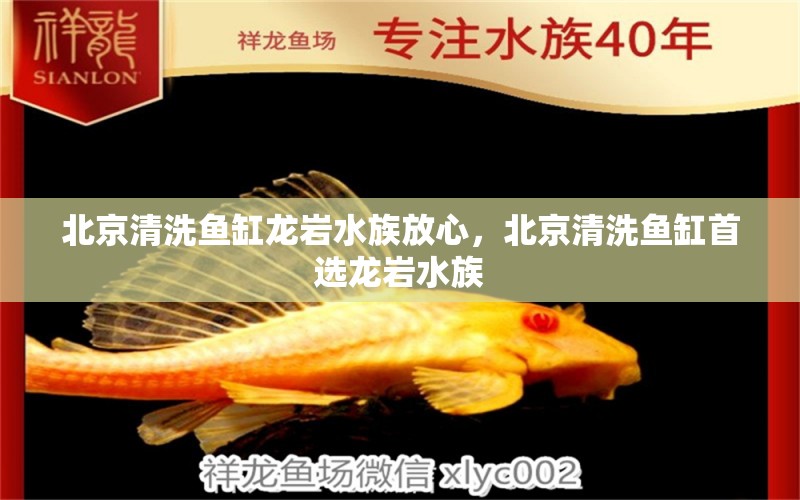 北京清洗鱼缸龙岩水族放心，北京清洗鱼缸首选龙岩水族 观赏鱼 第1张