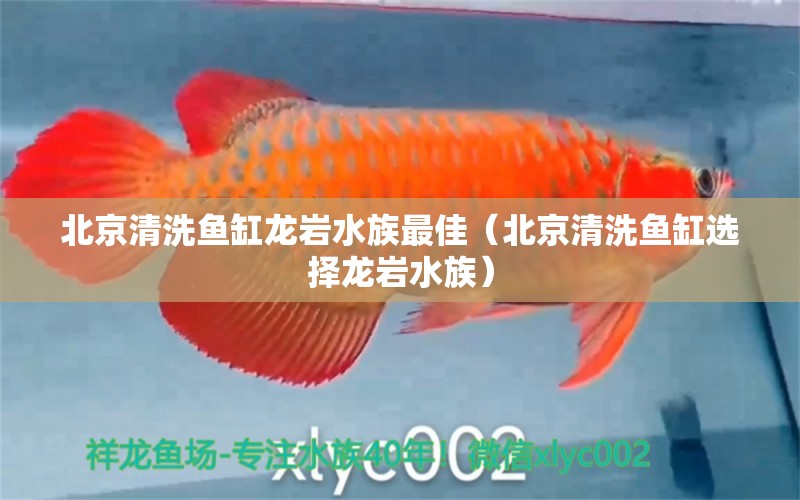 北京清洗鱼缸龙岩水族最佳（北京清洗鱼缸选择龙岩水族）