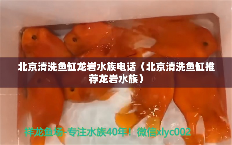 北京清洗鱼缸龙岩水族电话（北京清洗鱼缸推荐龙岩水族） 其他品牌鱼缸