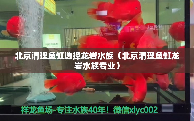 北京清理鱼缸选择龙岩水族（北京清理鱼缸龙岩水族专业）