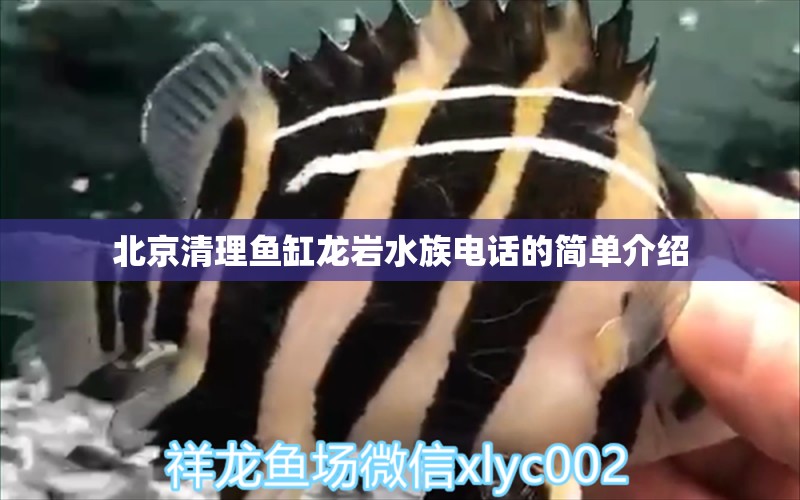 北京清理鱼缸龙岩水族电话的简单介绍