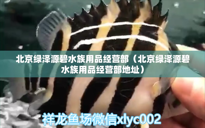 北京绿泽源碧水族用品经营部（北京绿泽源碧水族用品经营部地址）