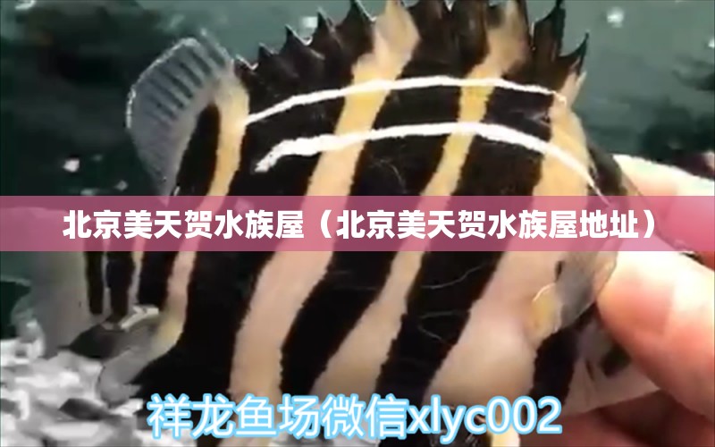 北京美天贺水族屋（北京美天贺水族屋地址） 全国水族馆企业名录