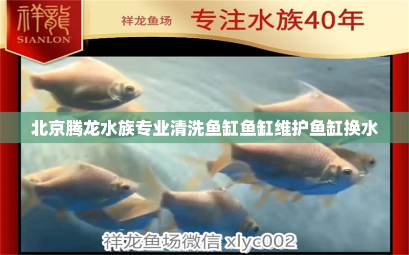 北京腾龙水族专业清洗鱼缸鱼缸维护鱼缸换水 元宝凤凰鱼