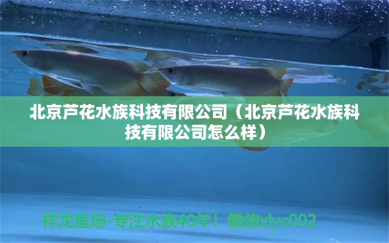 北京芦花水族科技有限公司（北京芦花水族科技有限公司怎么样） 全国水族馆企业名录