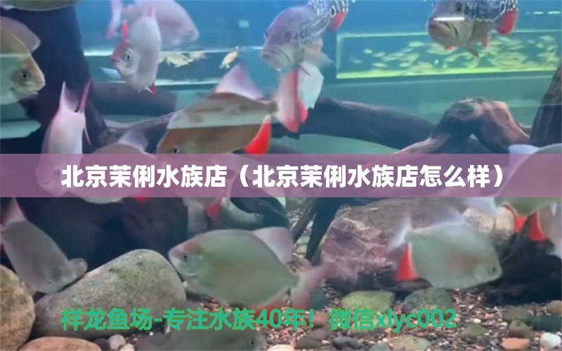 北京茉俐水族店（北京茉俐水族店怎么样） 全国水族馆企业名录