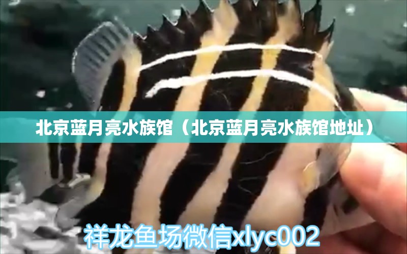 北京蓝月亮水族馆（北京蓝月亮水族馆地址） 全国水族馆企业名录