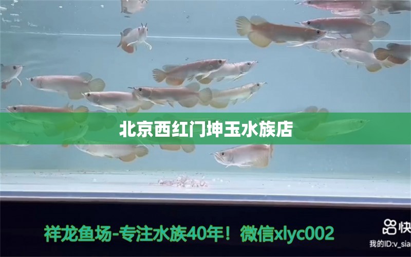 北京西红门坤玉水族店