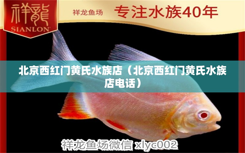 北京西红门黄氏水族店（北京西红门黄氏水族店电话）