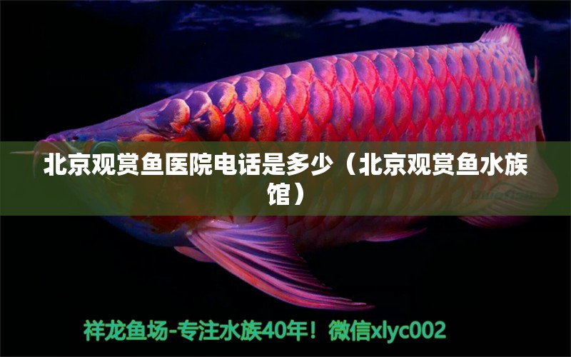 北京观赏鱼医院电话是多少（北京观赏鱼水族馆） 广州观赏鱼批发市场