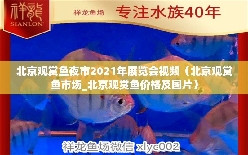 北京观赏鱼夜市2021年展览会视频（北京观赏鱼市场_北京观赏鱼价格及图片） 虎纹银版鱼