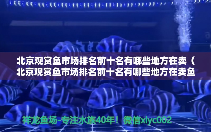 北京观赏鱼市场排名前十名有哪些地方在卖（北京观赏鱼市场排名前十名有哪些地方在卖鱼）