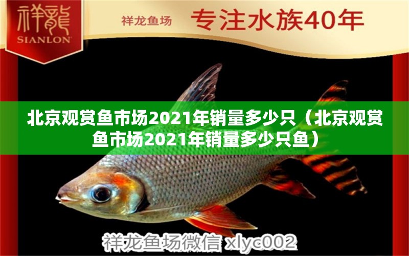 北京观赏鱼市场2021年销量多少只（北京观赏鱼市场2021年销量多少只鱼）