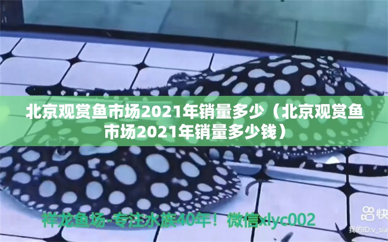 北京观赏鱼市场2021年销量多少（北京观赏鱼市场2021年销量多少钱）