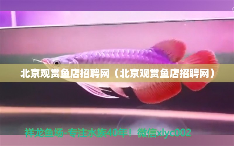 北京观赏鱼店招聘网（北京观赏鱼店招聘网） 鱼缸等水族设备