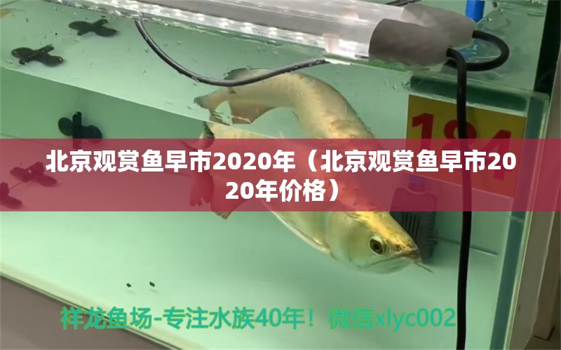 北京观赏鱼早市2020年（北京观赏鱼早市2020年价格） 孵化器