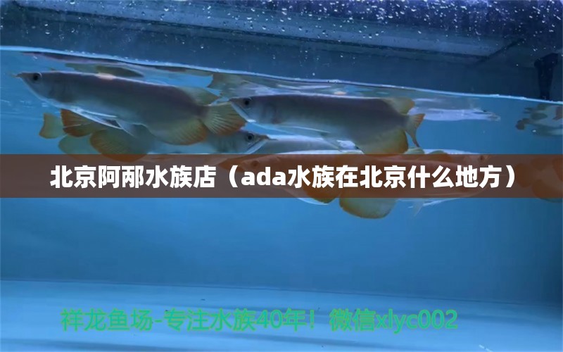 北京阿邴水族店（ada水族在北京什么地方） 全国水族馆企业名录